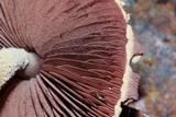 Melanophyllum haematospermum image