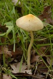 Bolbitius vitellinus image