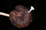 Mycena chloroxantha image