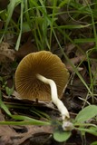 Bolbitius vitellinus image