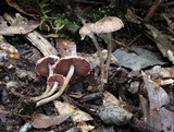 Melanophyllum haematospermum image