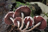 Melanophyllum haematospermum image