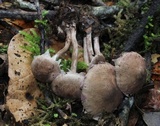 Melanophyllum haematospermum image