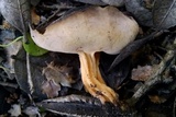 Helvella solitaria image