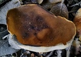 Helvella solitaria image