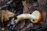 Leccinum longicurvipes image