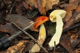 Leccinum longicurvipes image