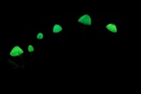 Mycena perlae image