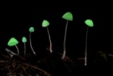 Mycena perlae image
