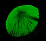 Mycena perlae image