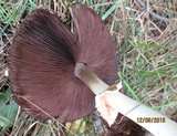 Agaricus arvensis image