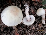 Agaricus arvensis image