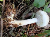 Agaricus arvensis image