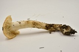 Cuphophyllus pratensis image