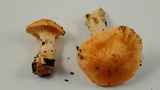 Cuphophyllus pratensis image
