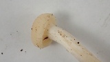 Hygrocybe russocoriacea image
