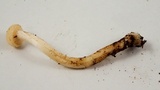 Hygrocybe russocoriacea image