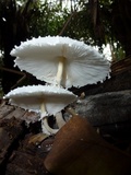 Leucocoprinus cretaceus image
