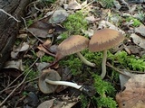 Psathyrella vesiculocystis image