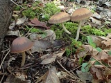 Psathyrella vesiculocystis image