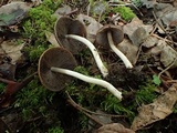 Psathyrella vesiculocystis image