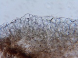 Psathyrella vesiculocystis image