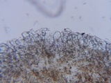 Psathyrella vesiculocystis image