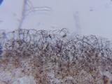 Psathyrella vesiculocystis image