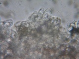 Psathyrella vesiculocystis image