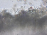 Psathyrella vesiculocystis image