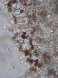 Psathyrella vesiculocystis image