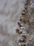 Psathyrella vesiculocystis image