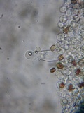 Psathyrella vesiculocystis image