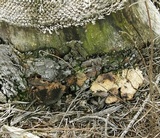 Perenniporia subacida image