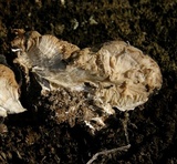 Perenniporia subacida image