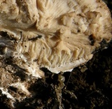 Perenniporia subacida image