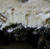 Perenniporia subacida image