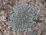 Phaeophyscia rubropulchra image