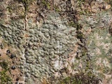 Pyrenula leucostoma image