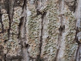 Pyrenula leucostoma image