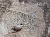 Pyrenula punctella image