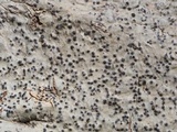 Pyrenula punctella image