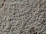Pyrenula punctella image