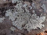Hypotrachyna osseoalba image