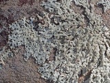 Hypotrachyna osseoalba image