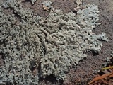 Hypotrachyna osseoalba image