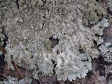 Image of Canoparmelia amabilis