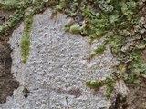 Thelotrema petractoides image