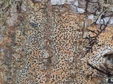 Pyrenula citriformis image
