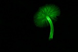 Mycena lumina image